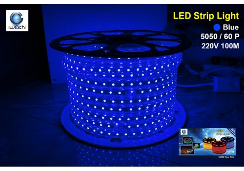 IWACHI-5050-100M-60P-BLUE